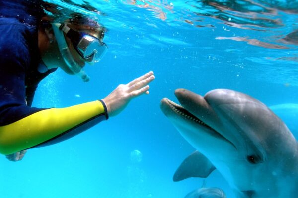 Dolphin House Snorkeling in Hurghada