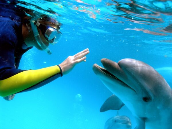 Dolphin House Snorkeling in Hurghada
